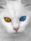 sparkle_star-arawap_net