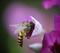 CountHelsingVan-arawap_net
